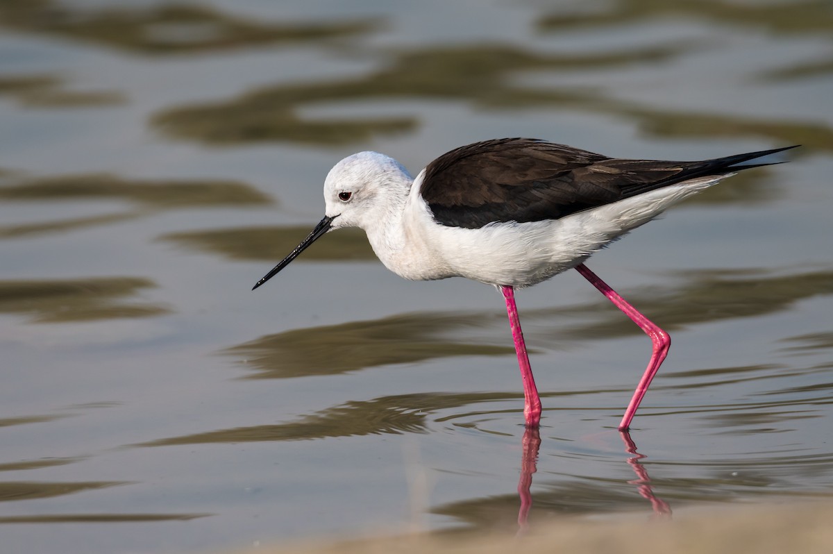 Zankaluze eurasiarra - ML646354820