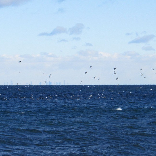 Common Goldeneye - ML646354823