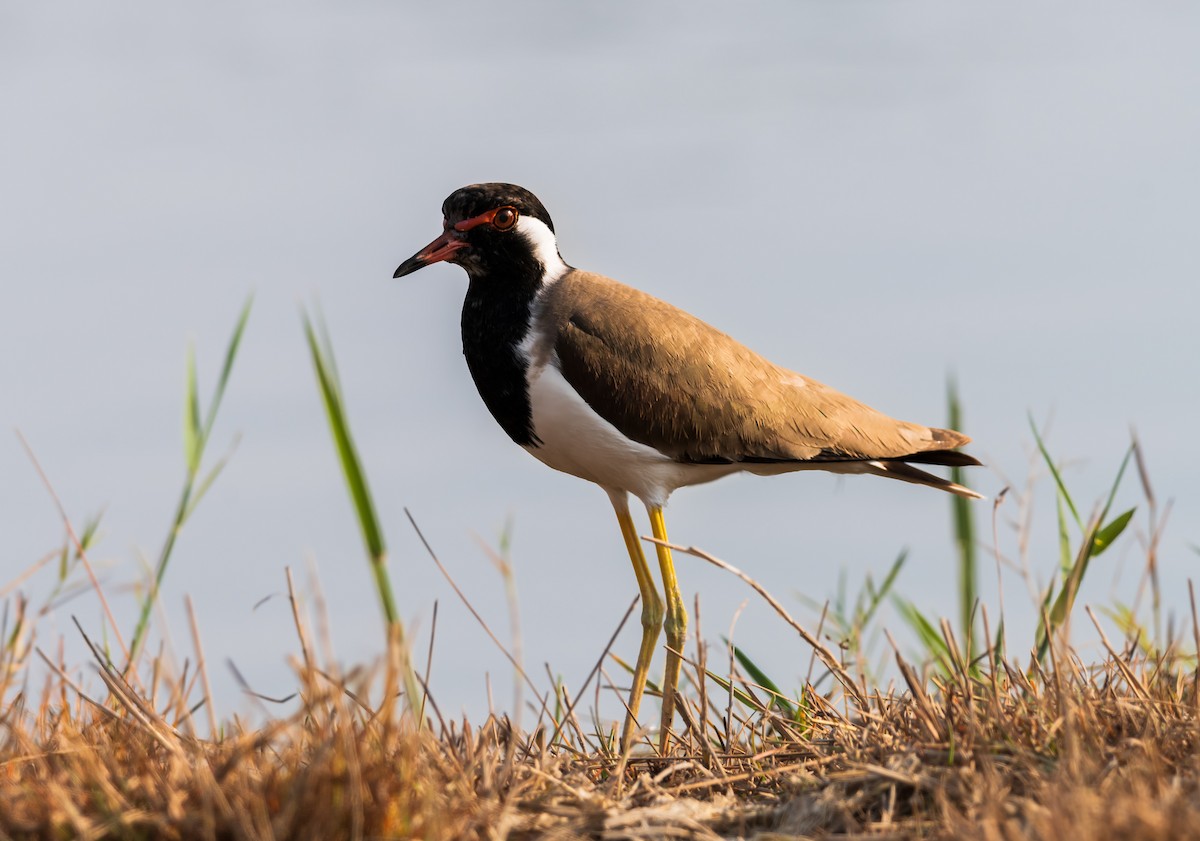 Red-wattled Lapwing - ML646354824