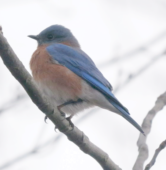 Eastern Bluebird - ML646354829