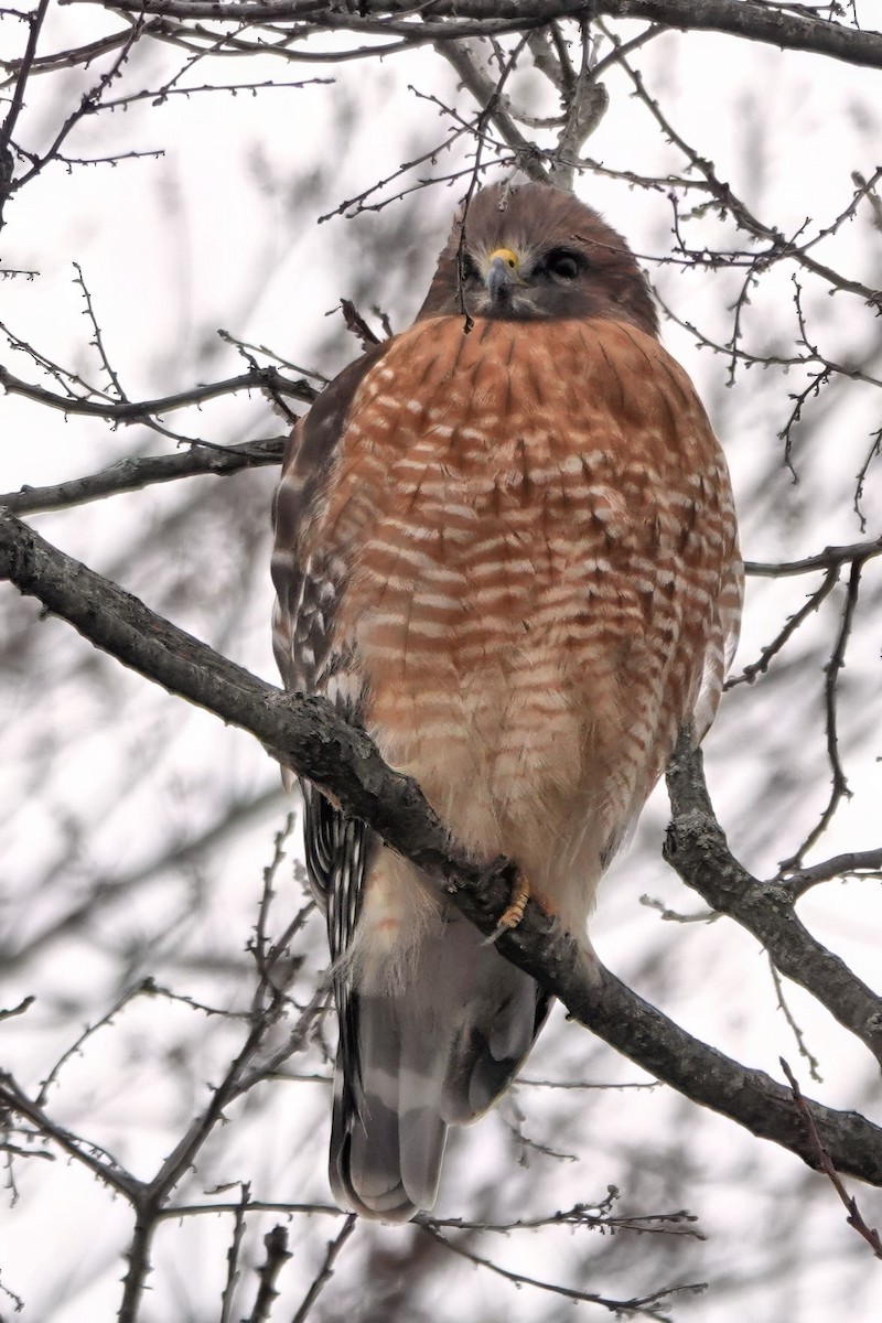 カタアカノスリ - ML646354832