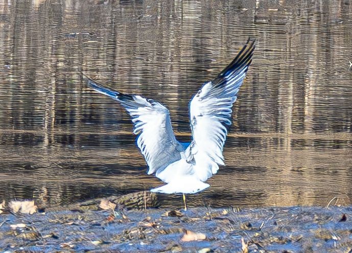 Ring-billed Gull - ML646354836