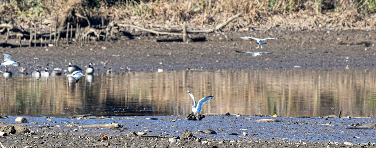 Ring-billed Gull - ML646354837
