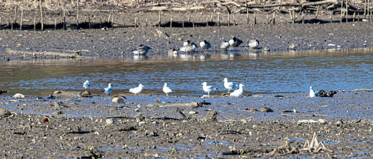 Ring-billed Gull - ML646354838