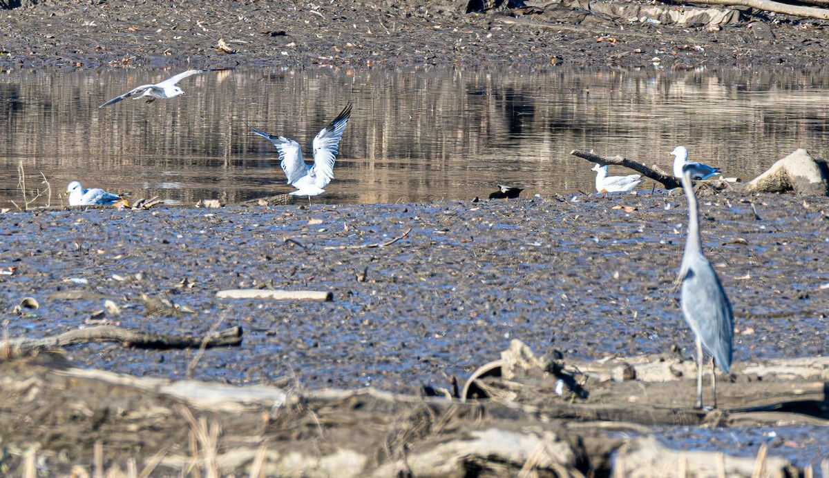 Ring-billed Gull - ML646354839