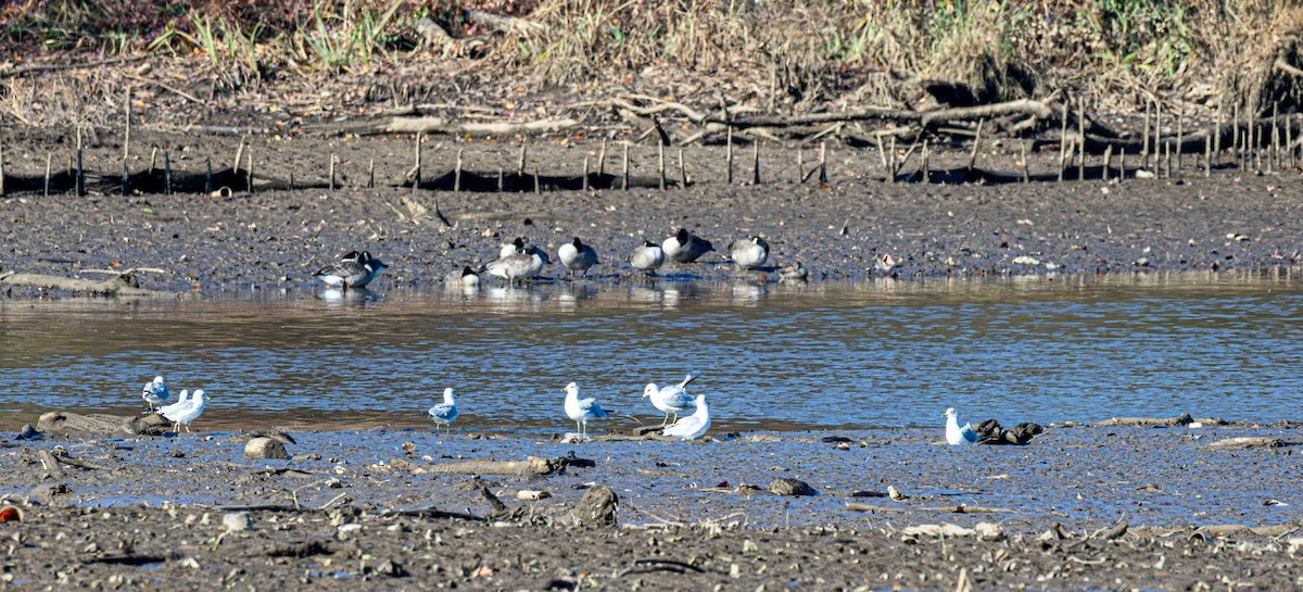 Ring-billed Gull - ML646354840