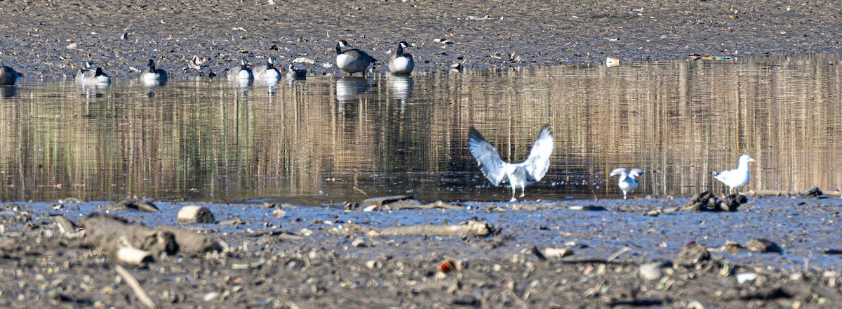 Ring-billed Gull - ML646354841
