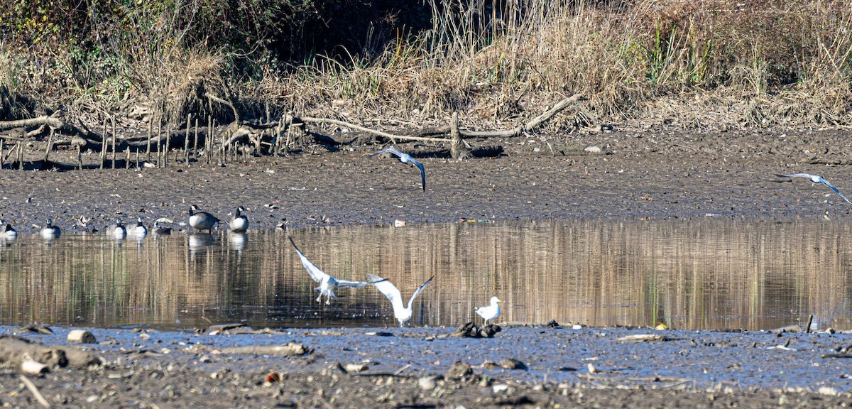 Ring-billed Gull - ML646354842