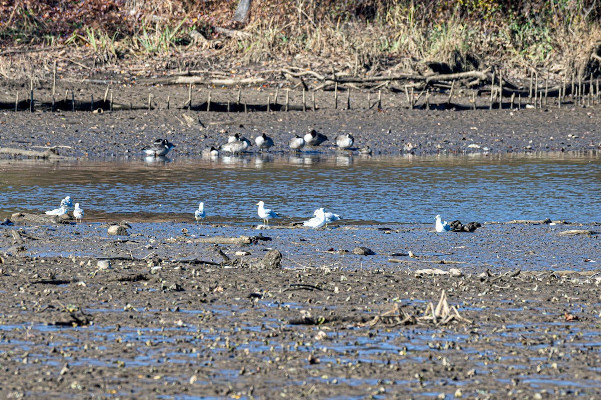 Ring-billed Gull - ML646354843