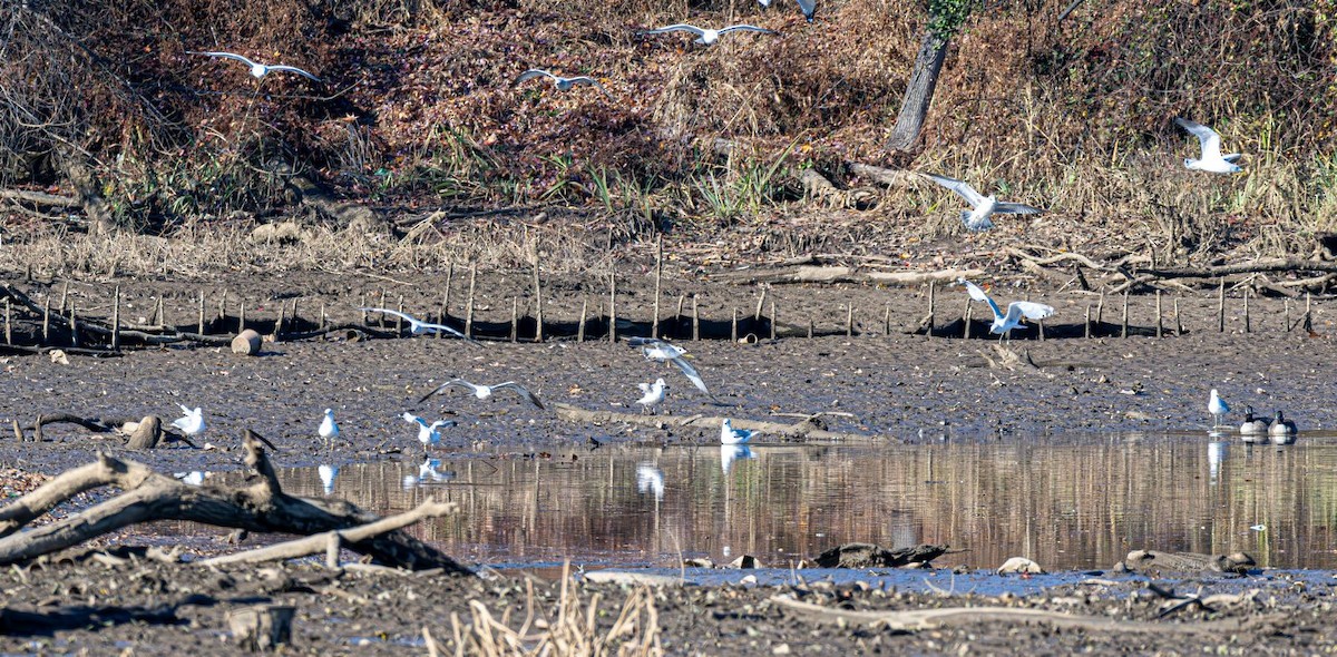 Ring-billed Gull - ML646354844