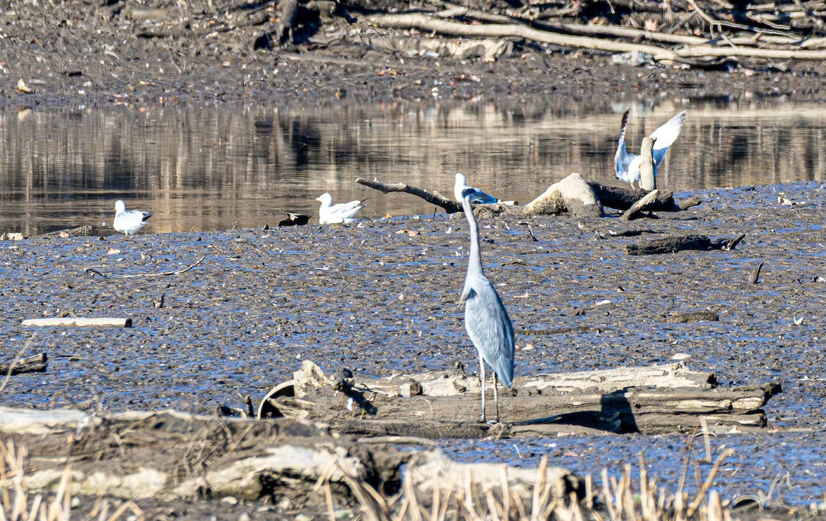 Ring-billed Gull - ML646354845
