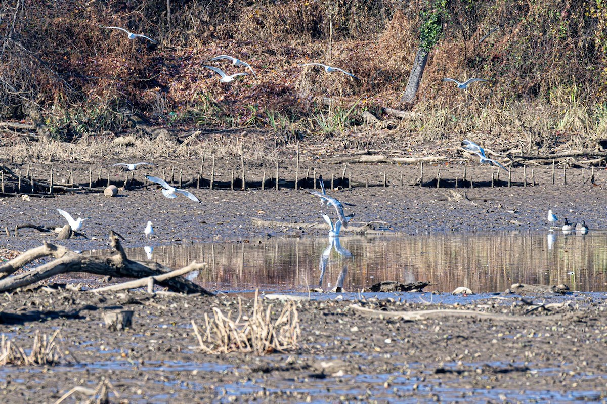 Ring-billed Gull - ML646354847