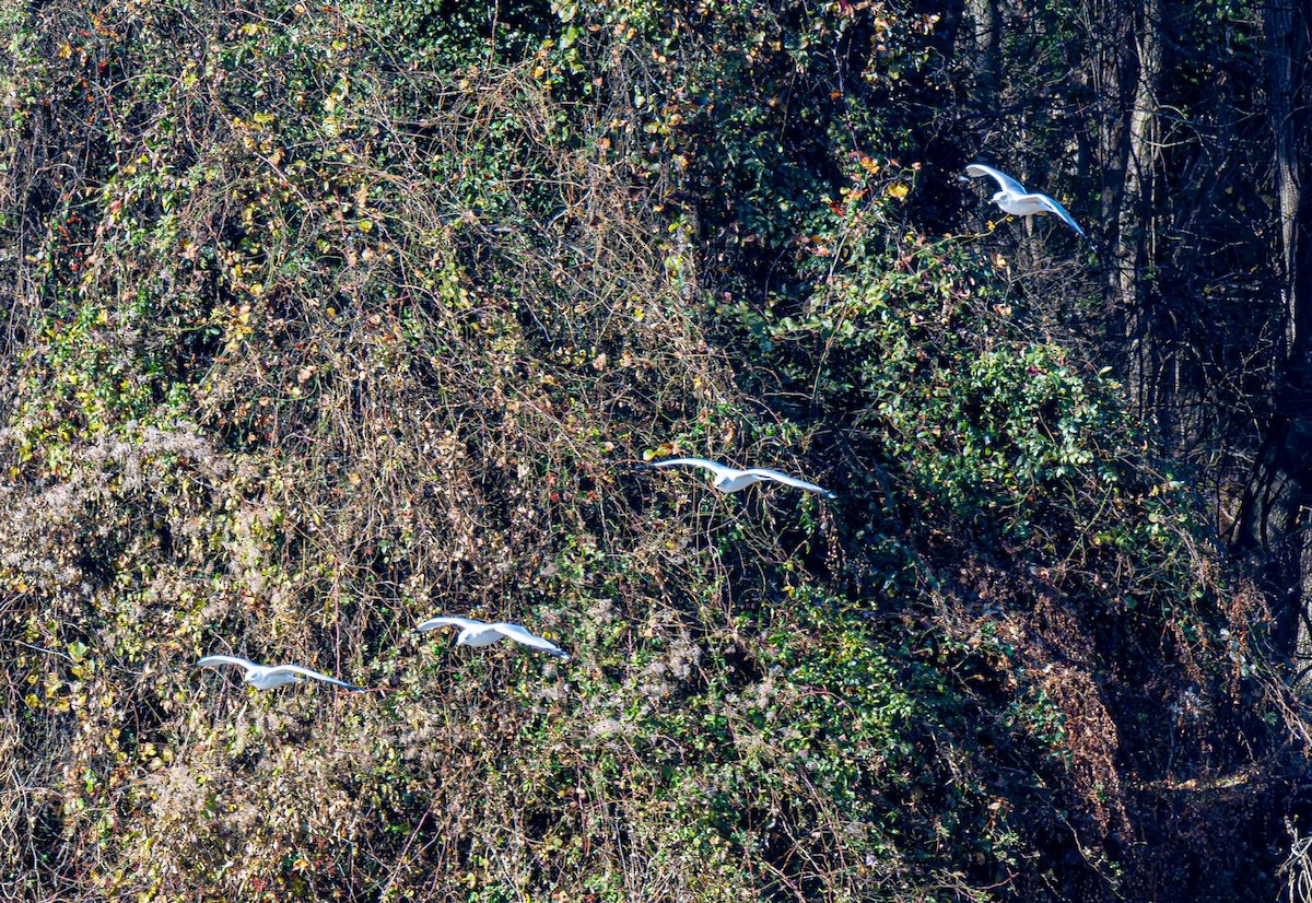 Ring-billed Gull - ML646354848