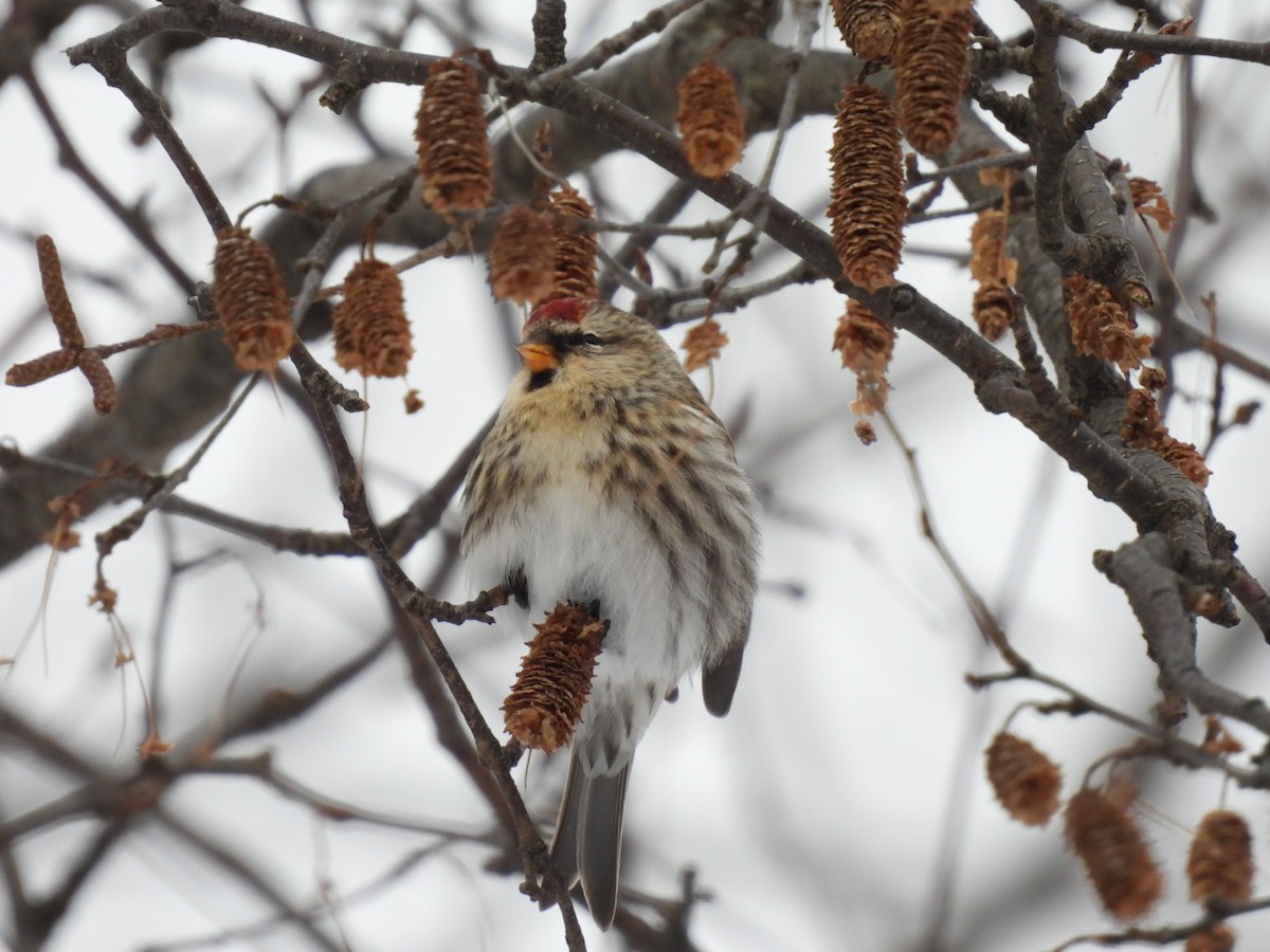 Redpoll - ML646354849