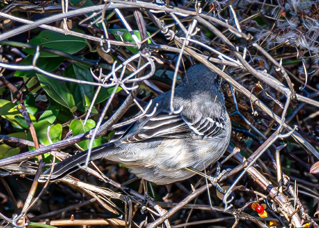 Пересмішник багатоголосий - ML646354853