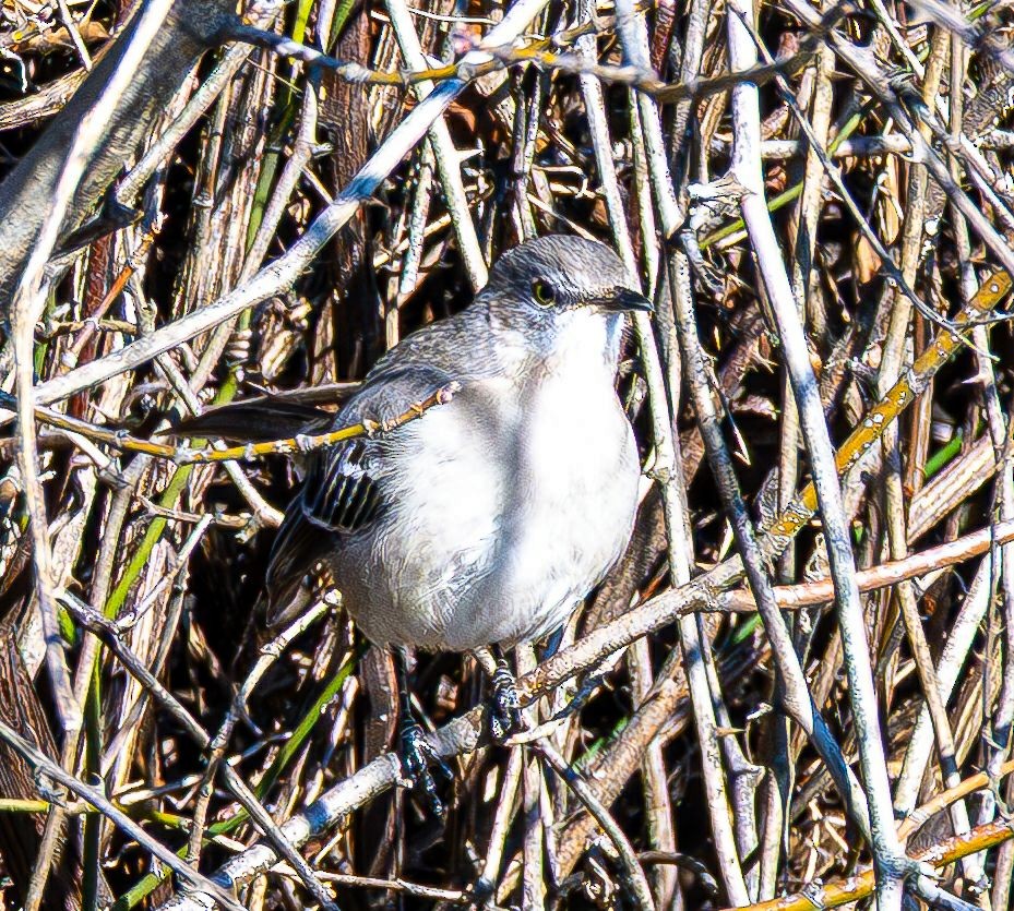 Пересмішник багатоголосий - ML646354854