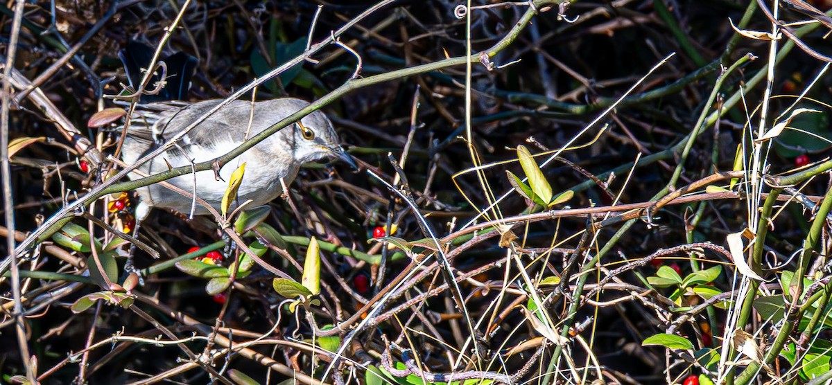 Пересмішник багатоголосий - ML646354855