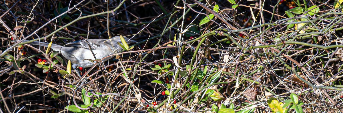 Пересмішник багатоголосий - ML646354857