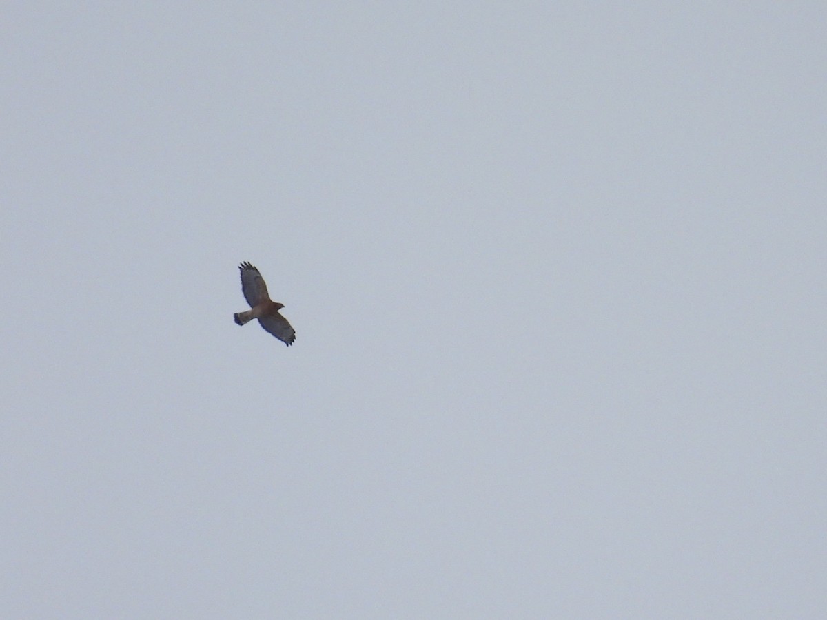 Red-shouldered Hawk - ML646354884