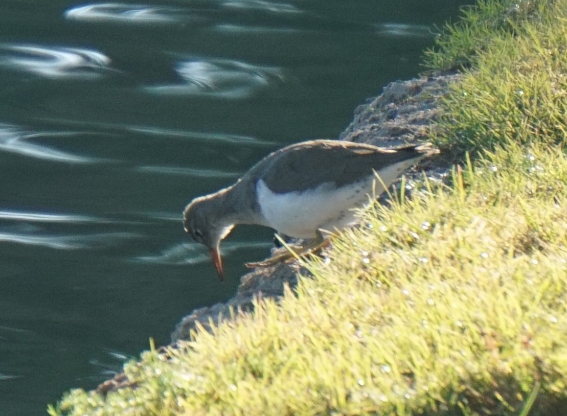 Spotted Sandpiper - ML646354885