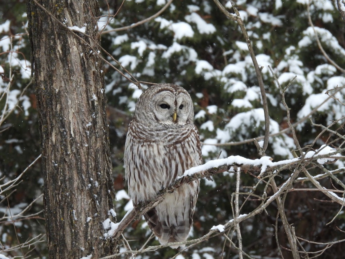 Barred Owl - ML646354887
