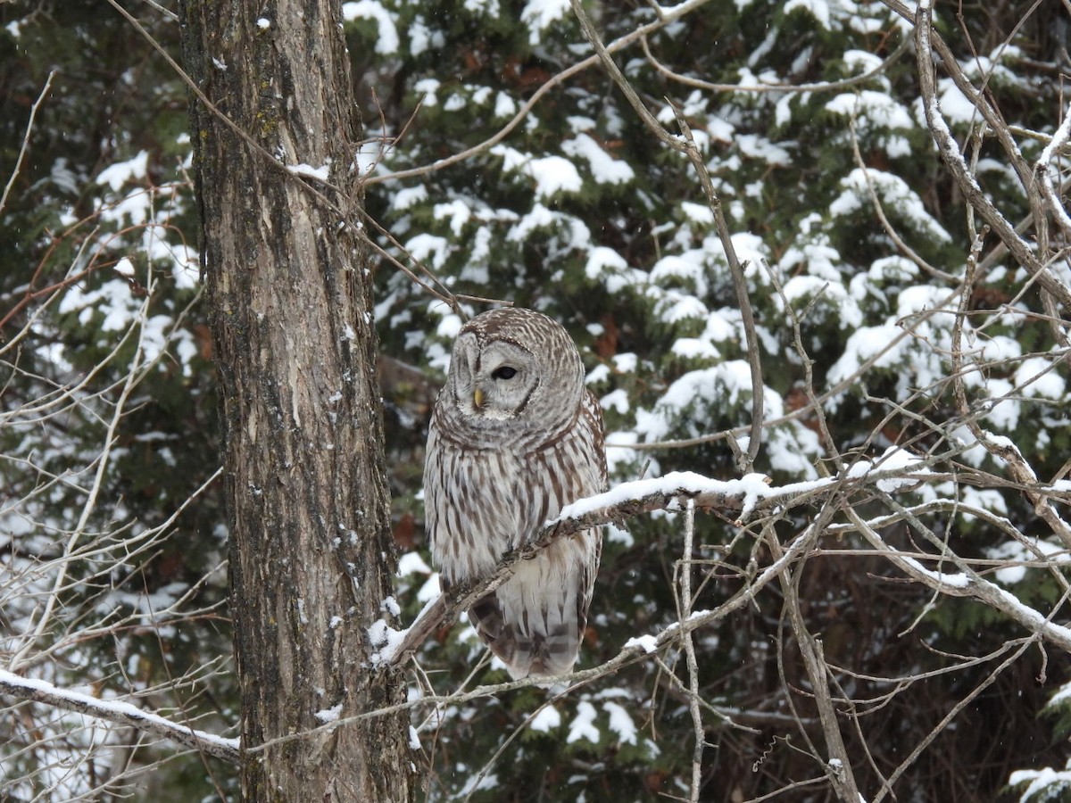 Barred Owl - ML646354888