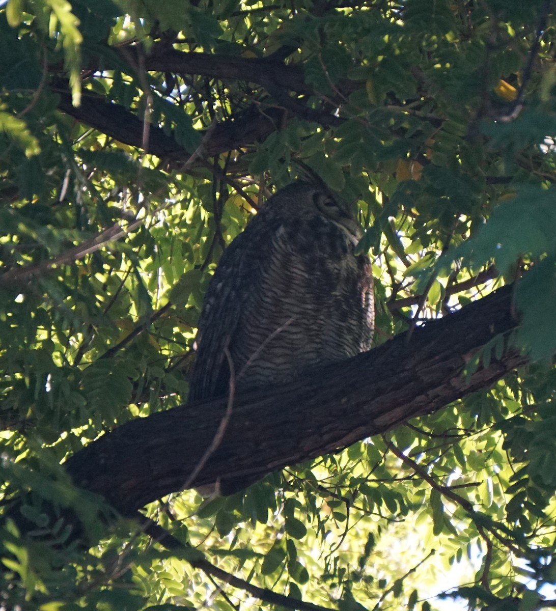 Great Horned Owl - ML646354890