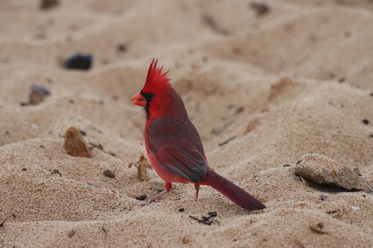 kardinál červený - ML646354891