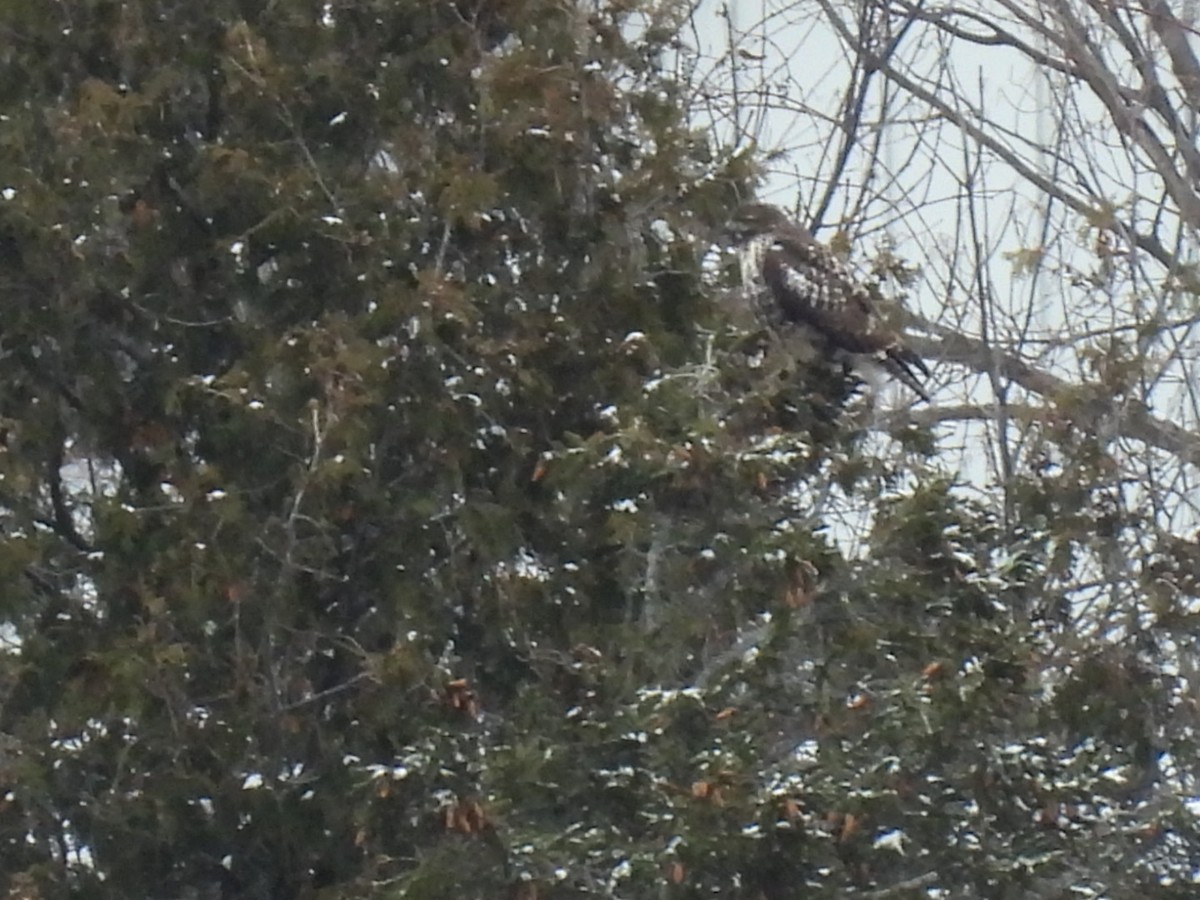 Red-tailed Hawk - ML646354894