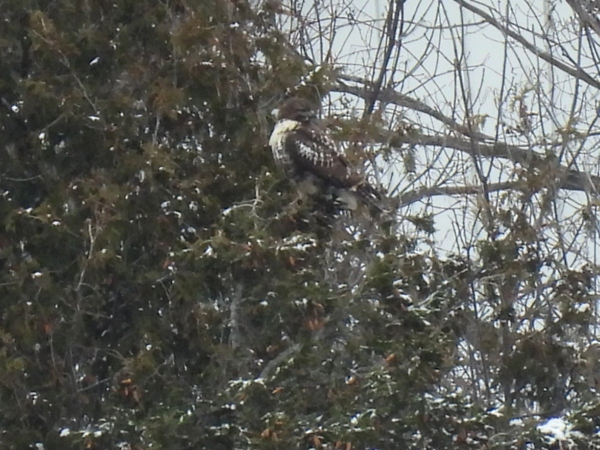 Red-tailed Hawk - ML646354895