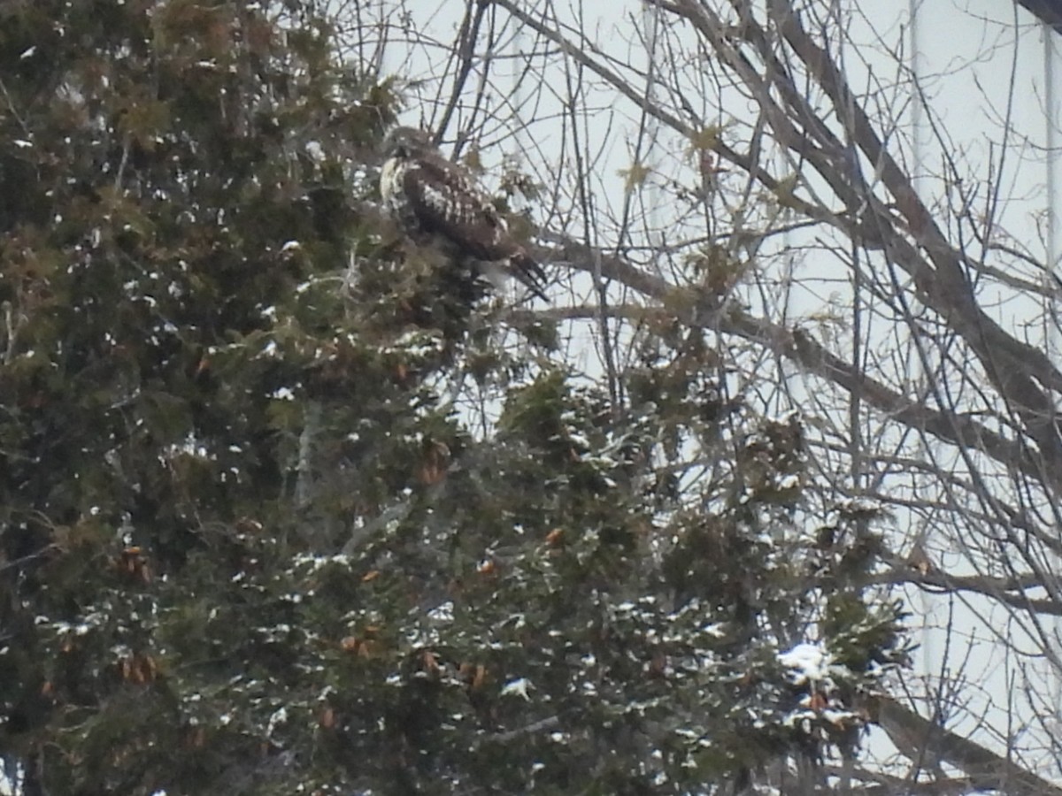 Red-tailed Hawk - ML646354896