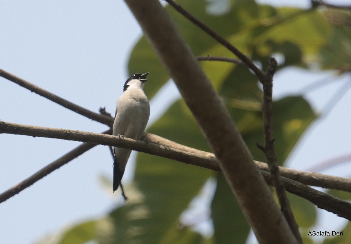 White-breasted Nigrita - ML646354899
