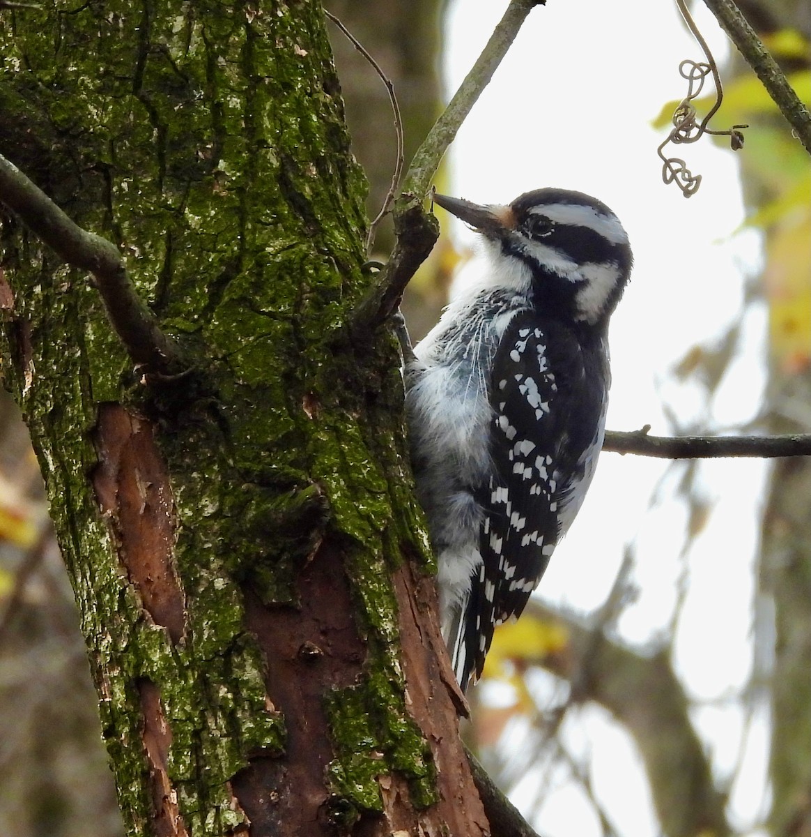 Hairy Woodpecker - ML646354900
