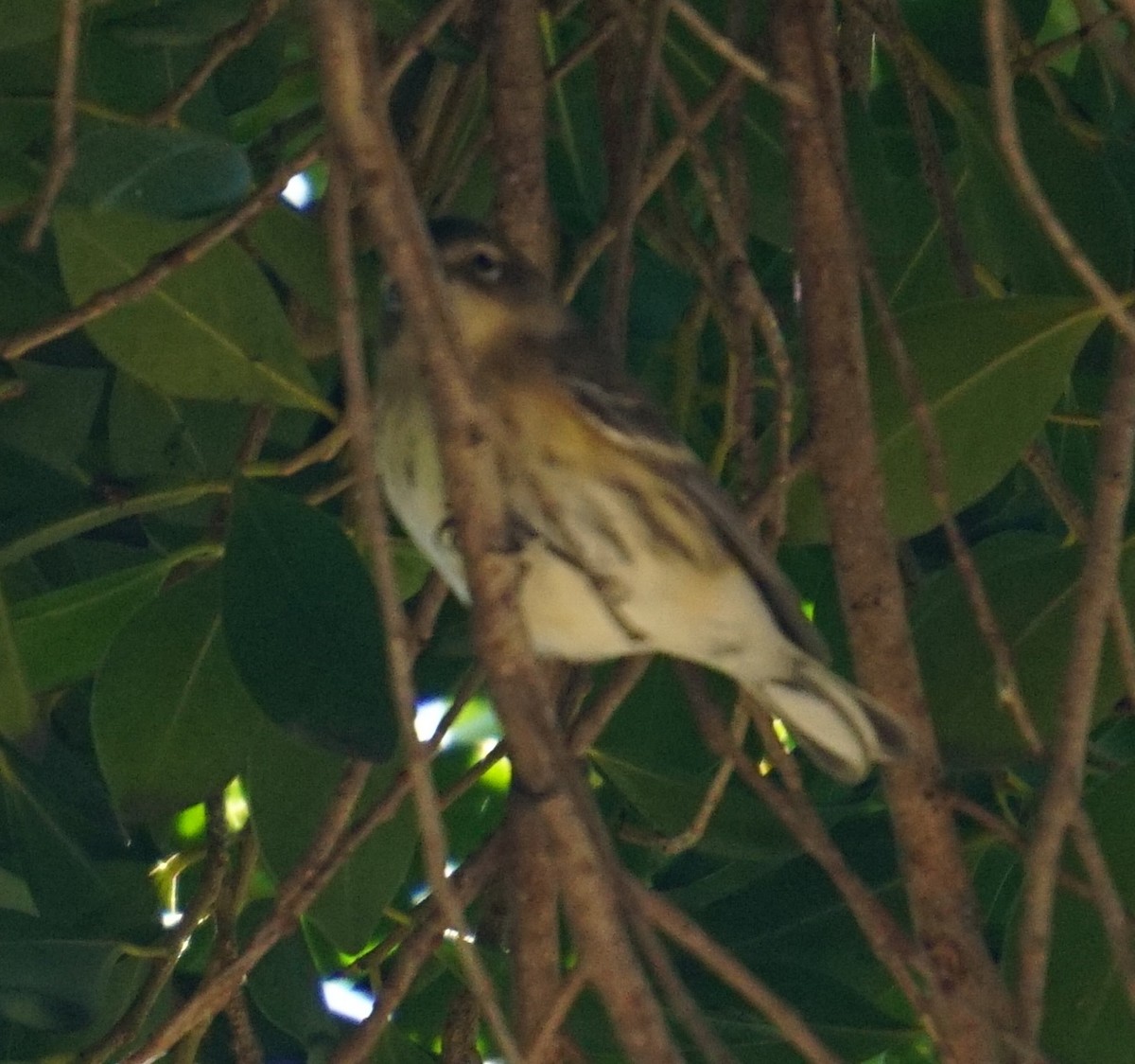 Yellow-rumped Warbler (Myrtle) - ML646354904