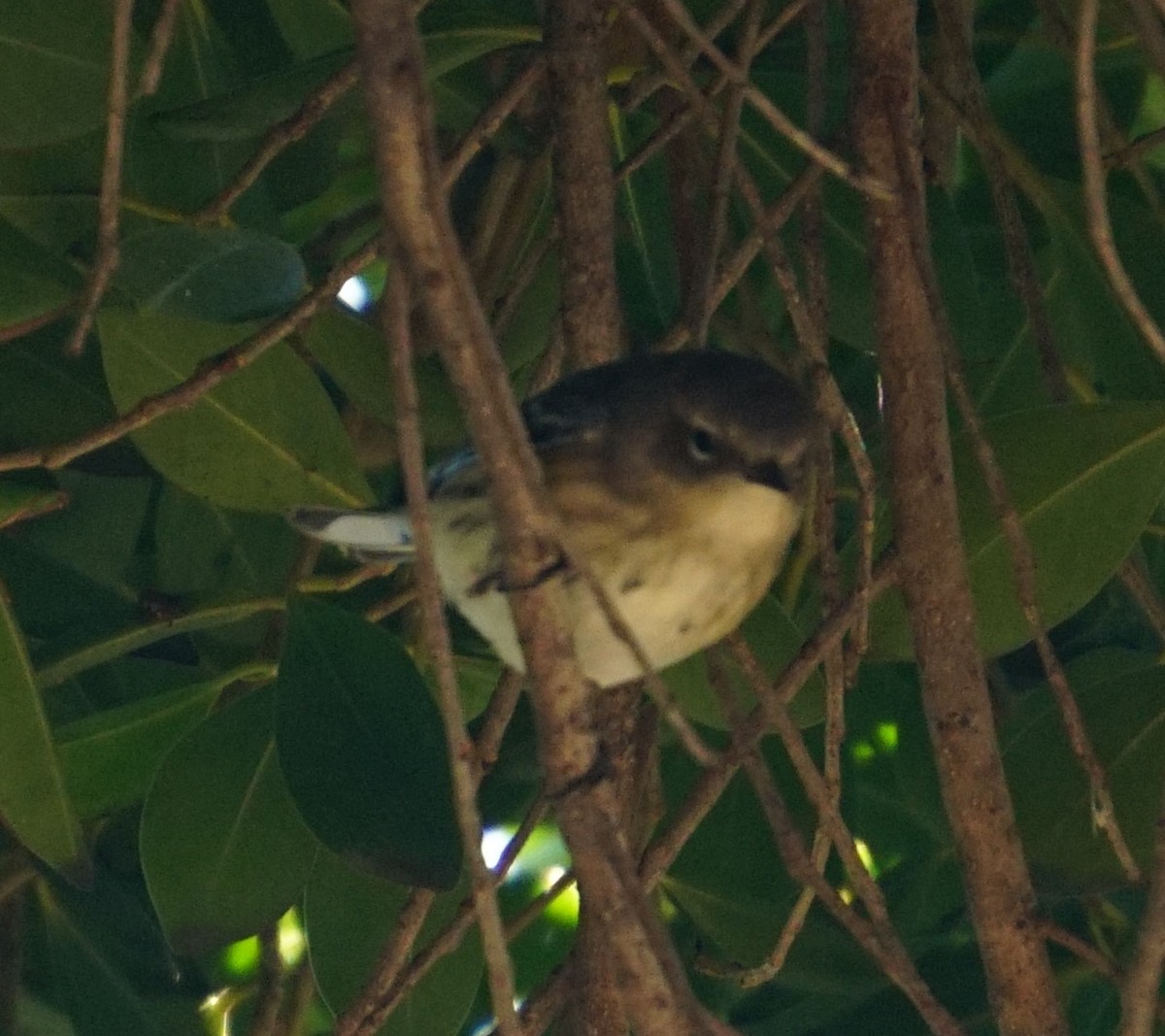 Yellow-rumped Warbler (Myrtle) - ML646354905