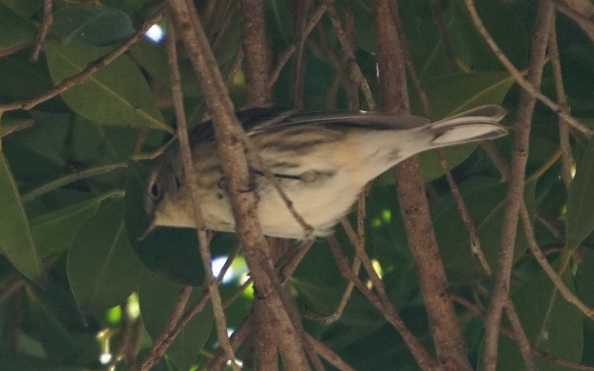 Yellow-rumped Warbler (Myrtle) - ML646354906