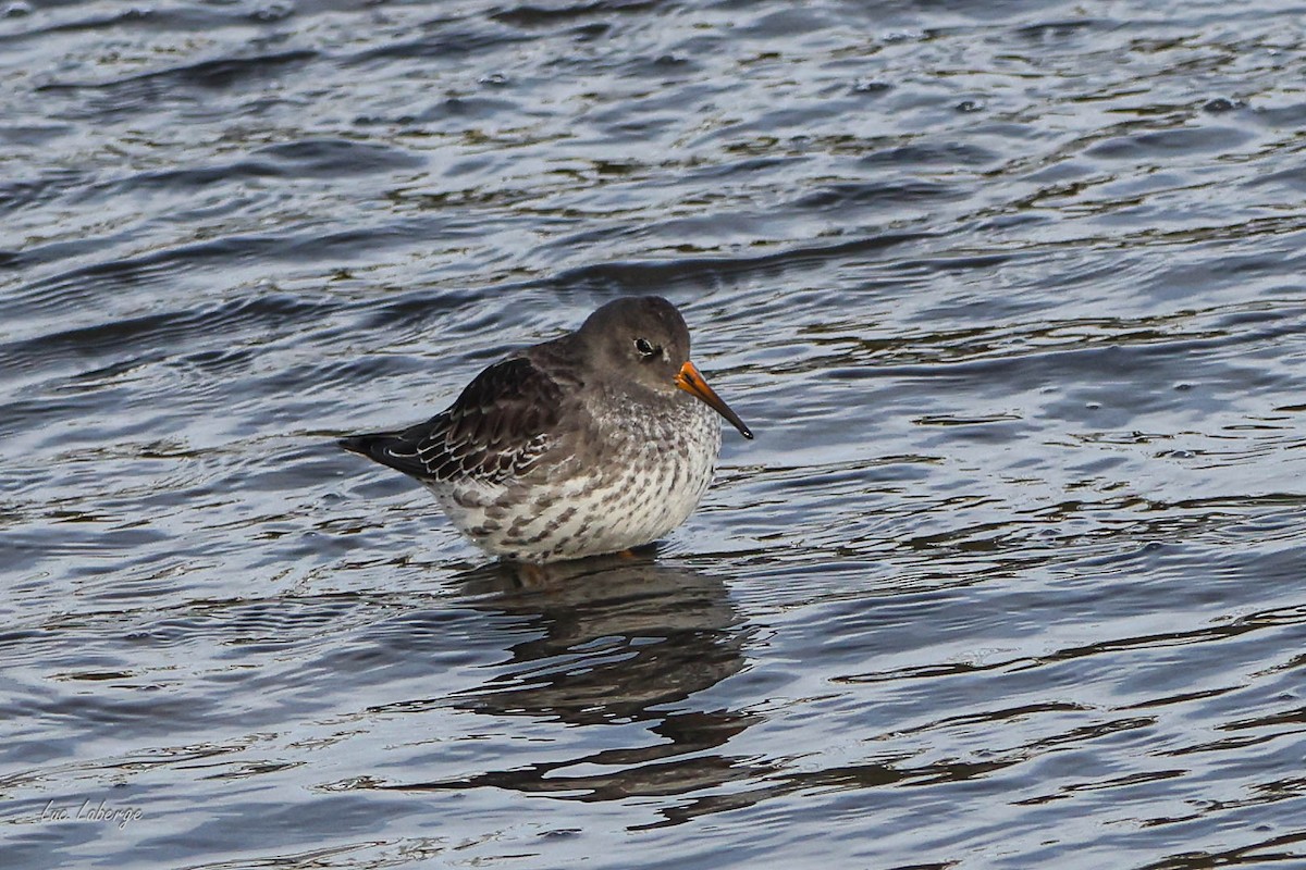 Purple Sandpiper - ML646354916