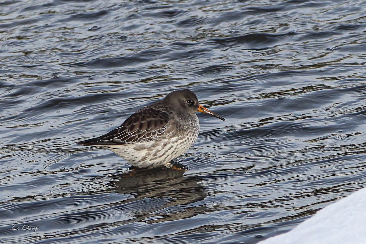 Purple Sandpiper - ML646354917
