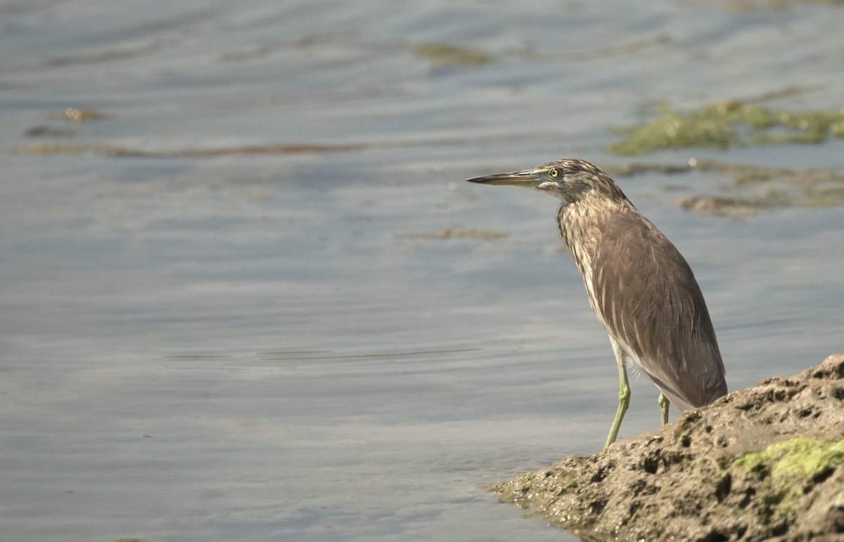 インドアカガシラサギ - ML646354918