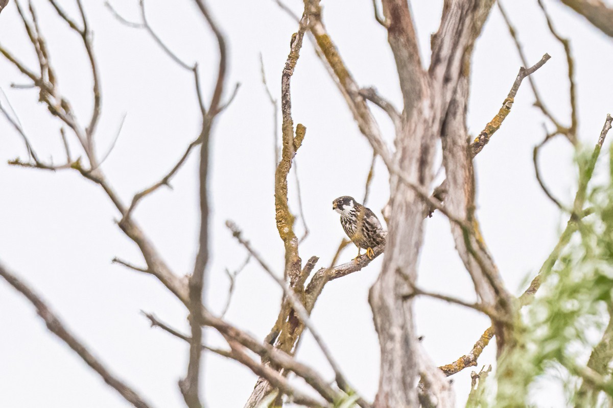 Eurasian Hobby - ML646354928