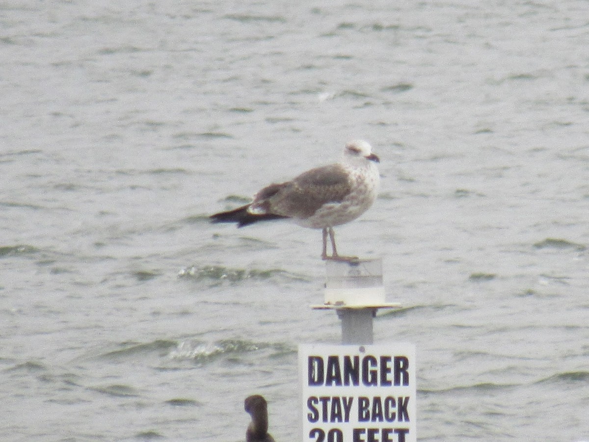 Gaviota Sombría - ML646354930