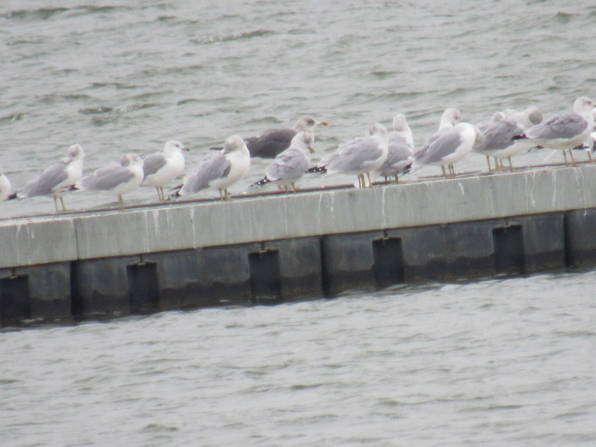 Gaviota Sombría - ML646354932