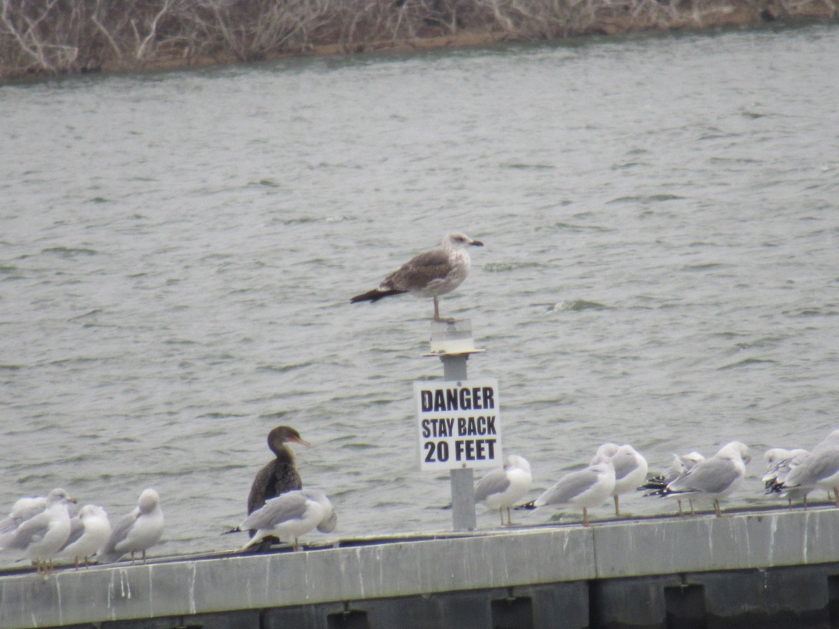 Gaviota Sombría - ML646354933