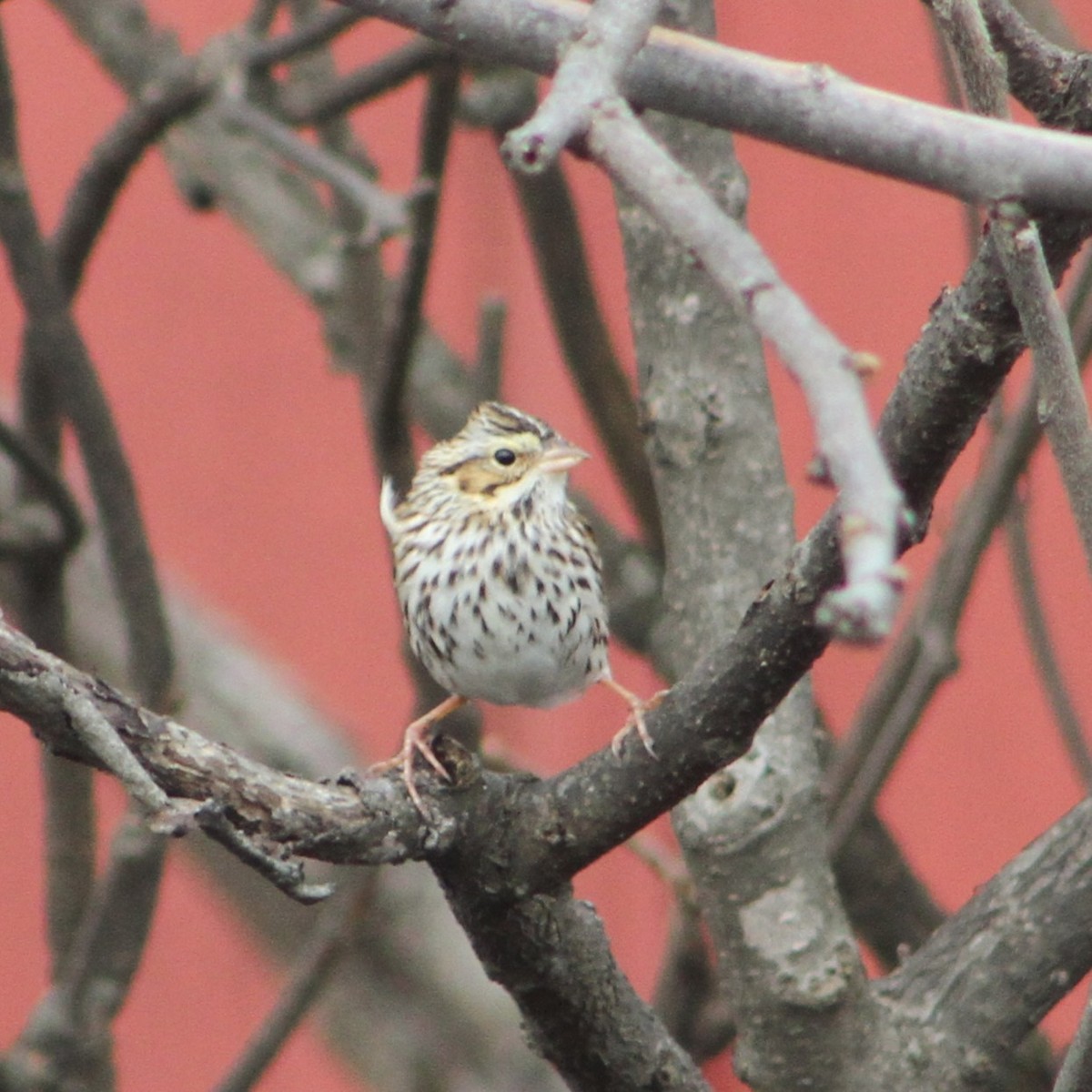 Savannah Sparrow - ML646354934