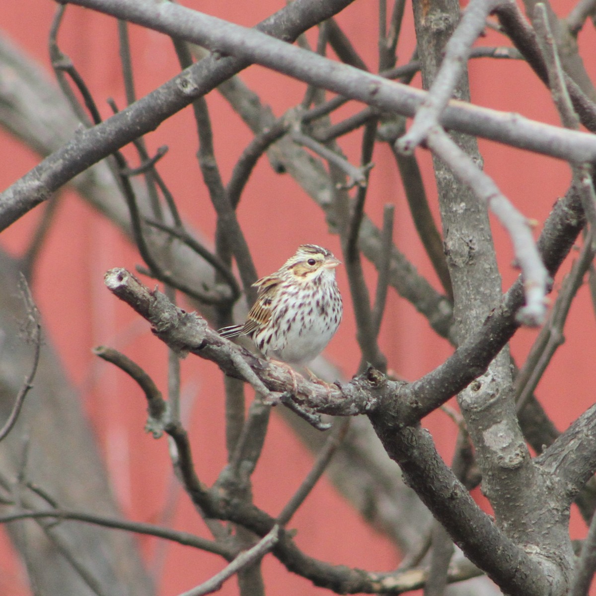 Savannah Sparrow - ML646354935