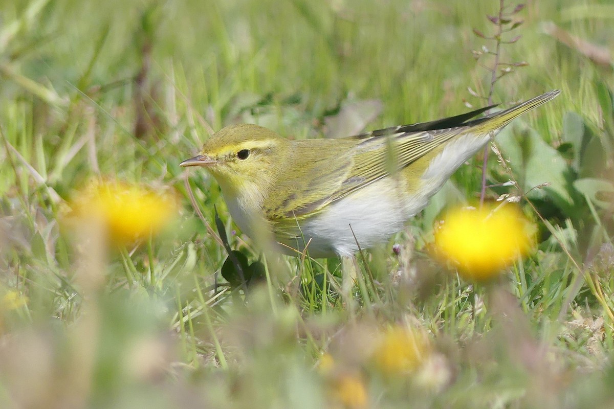 Wood Warbler - ML646354937