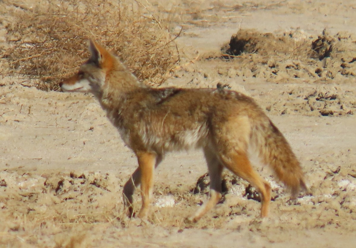 Coyote - ML646354955