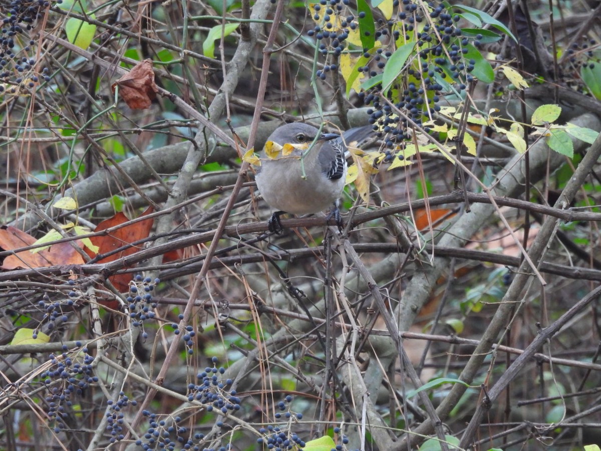 マネシツグミ - ML646354958