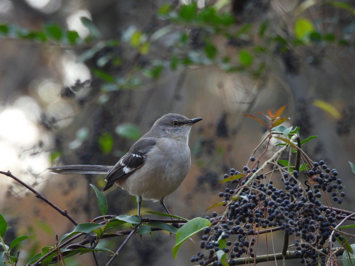 マネシツグミ - ML646354959