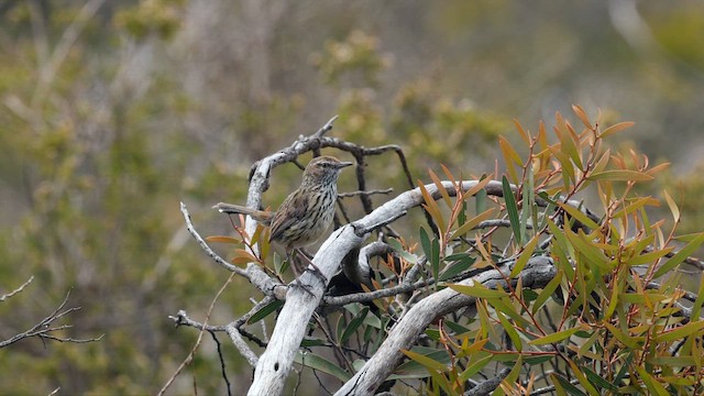 Sedosito Occidental - ML646354960